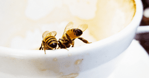 Bees in an empty coffee cup