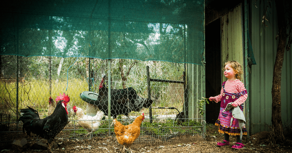 A young girl dressed in a purple dress standing in a chicken coop ready to feed the hens walking around her