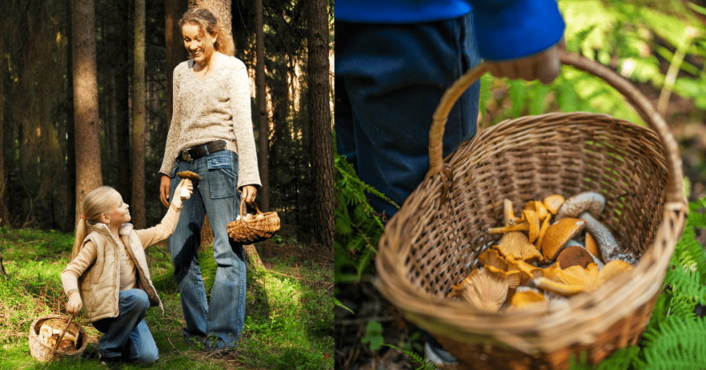 A woman and a young girl walking foraging for mushrooms in the forest and a basket containing collected mushrooms