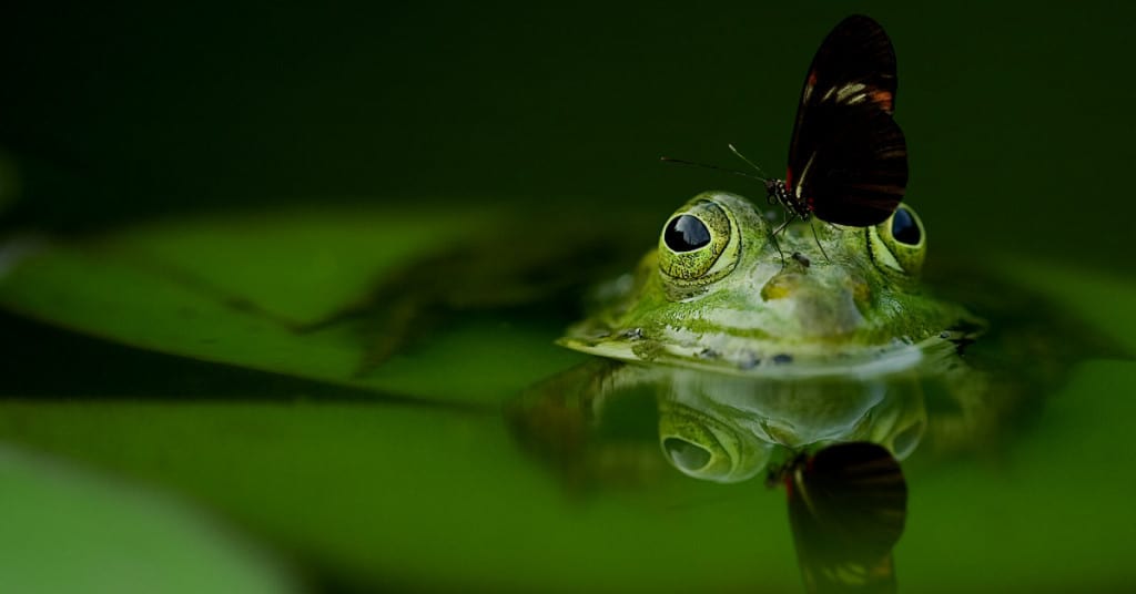 Protecting-The-Australian-Frog-Population-Frog-in-Pond-With-Butterfly