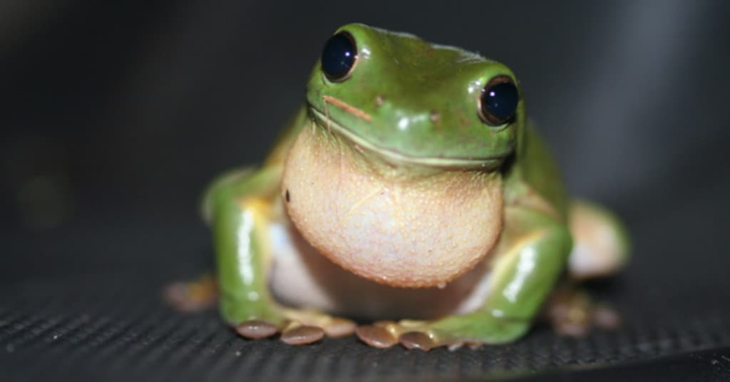 Protecting-The-Australian-Frog-Population-Green-Tree-Frog
