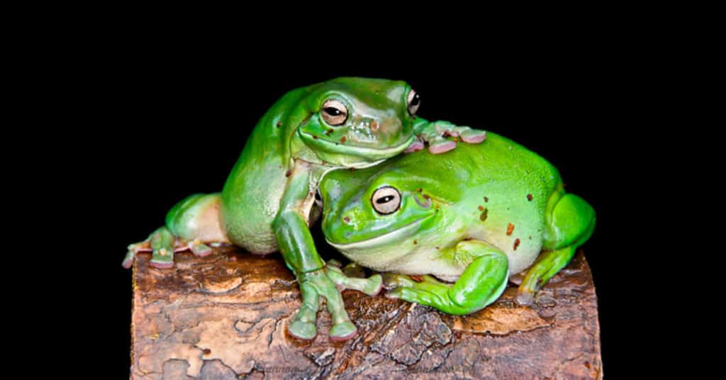 Protecting-The-Australian-Frog-Population-Green-Tree-Frogs