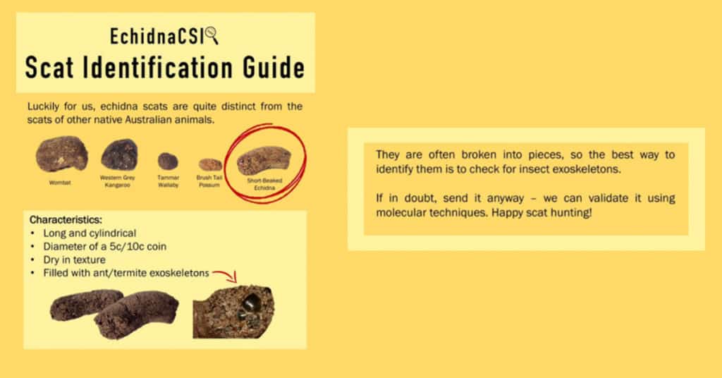 Interesting Facts About Echidnas Scat Identification Guide