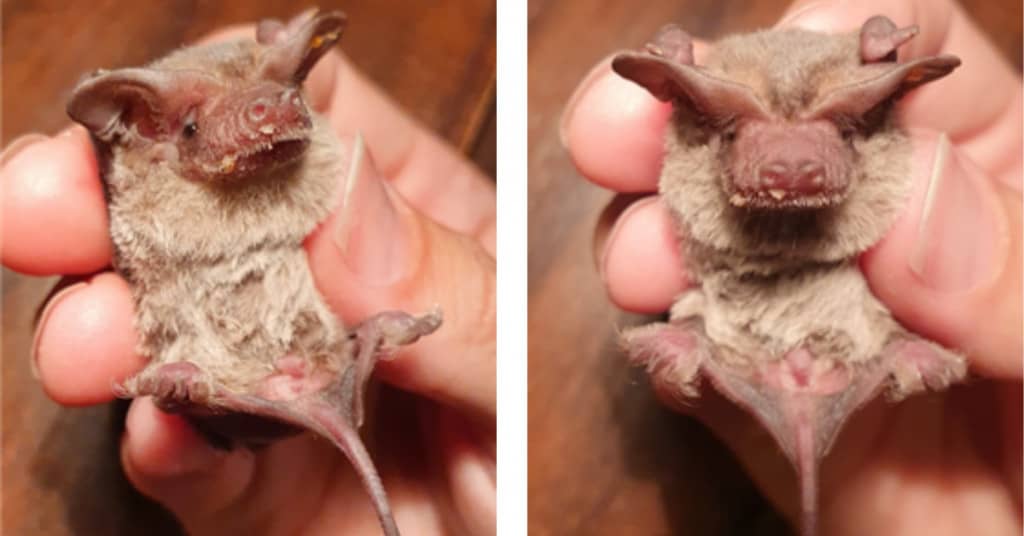 Why Bats Are Important Microbat