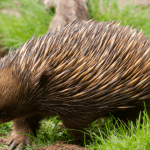 Interesting Facts About Echidnas – And How We Can Protect Them